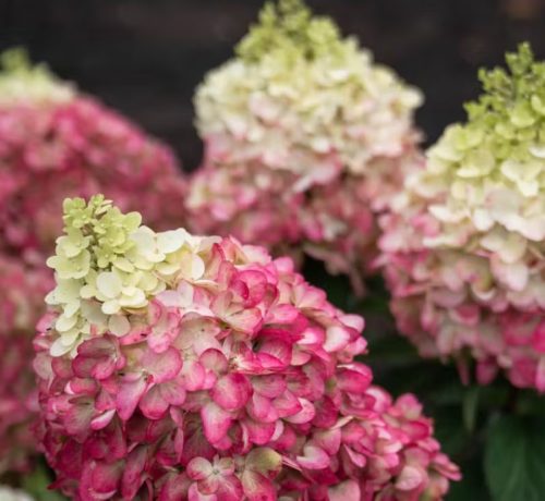 Bugás hortenzia - Hydrangea Paniculata  "Living Colorful Cocktail"  K4