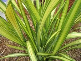 Tengerparti vászonfű - Phormium "Yellow Wave"