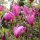 Liliomfa - Magnolia "Susan" - K5