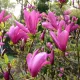 Liliomfa - Magnolia "Susan" - K5