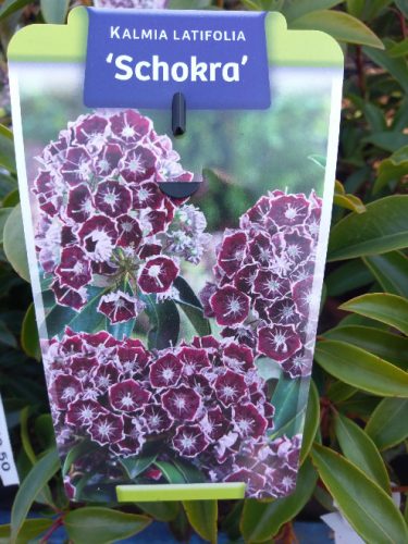 Hegyi babér - Kalmia latifolia "Schokra"K4