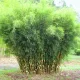 Ernyőbambusz - Fargesia robusta "Pingwu"