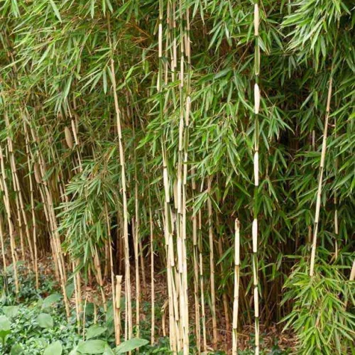 Ernyőbambusz - Fargesia robusta "Pingwu"