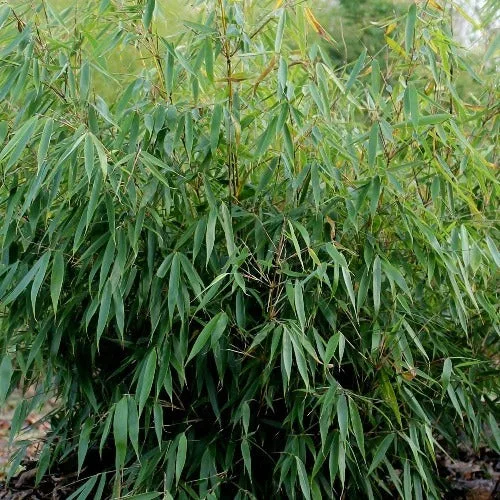 Ernyőbambusz - Fargesia robusta "Pingwu"