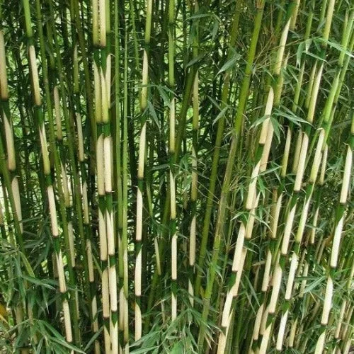 Ernyőbambusz - Fargesia robusta "Pingwu"