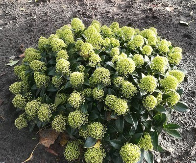 Japán dérbabér - Skimmia Japonika "White Globe" Cs9