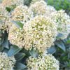 Japán dérbabér - Skimmia Japonika "White Globe" Cs9