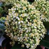 Japán dérbabér - Skimmia Japonika "White Globe" Cs9