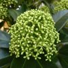 Japán dérbabér - Skimmia Japonika "White Globe" Cs9