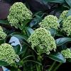 Japán dérbabér - Skimmia Japonika "White Globe" Cs9