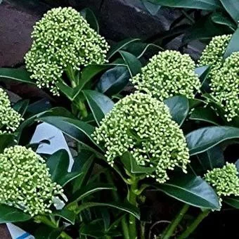 Japán dérbabér - Skimmia Japonika "White Globe" Cs9