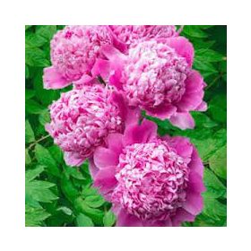   Paeonia Lactiflora - Illatos telt virágú bazsarózsa - sötét rózsaszín