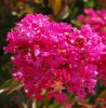 Kínai selyemmírtusz - Lagerstroemia "Berry Dazzle"