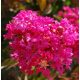 Kínai selyemmírtusz - Lagerstroemia "Berry Dazzle"