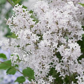   Törzses törpe orgona fa- Syringa meyeri "Flowerfesta White"