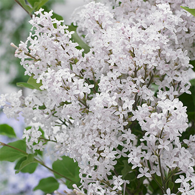 Törzses törpe orgona fa- Syringa meyeri "Flowerfesta White"