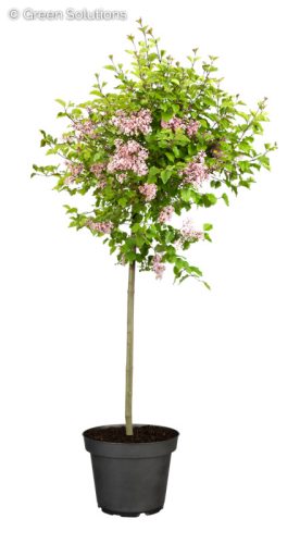 Törzses törpe orgona fa- Syringa meyeri "Flowerfesta White"