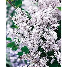 Törzses törpe orgona fa- Syringa meyeri "Flowerfesta White"