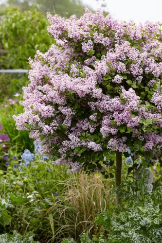 Törzses törpe orgona fa- Syringa meyeri "Flowerfesta White"