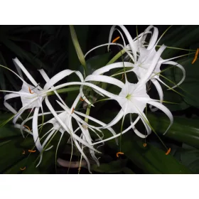 Pókliliom - Hymenocallis festalis