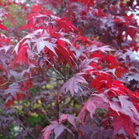 Japán juhar - Acer palmatum "Atropurpureum"