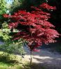 Japán juhar - Acer palmatum "Atropurpureum"