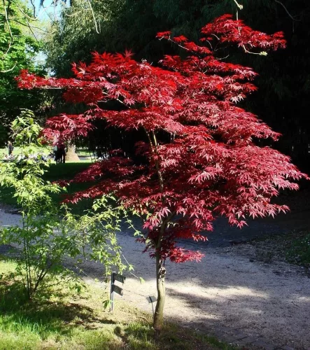 Japán juhar - Acer palmatum "Atropurpureum"