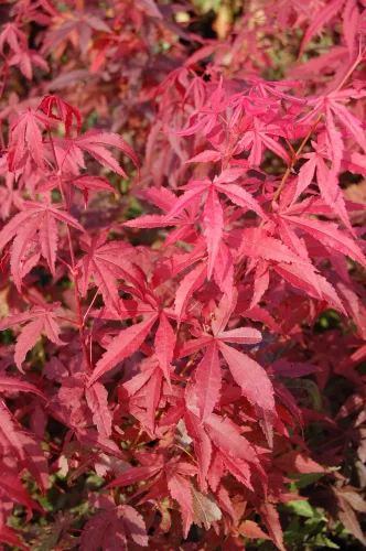 Japán juhar - Acer palmatum "Atropurpureum"