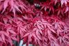 Japán juhar - Acer palmatum "Atropurpureum"