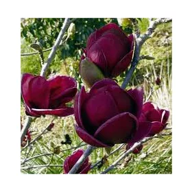 Magnolia  - 'Black Tulip' - Liliomfa