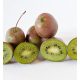 Öntermékeny kivi - Actinidia Arguta 'Bayern Kiwi'