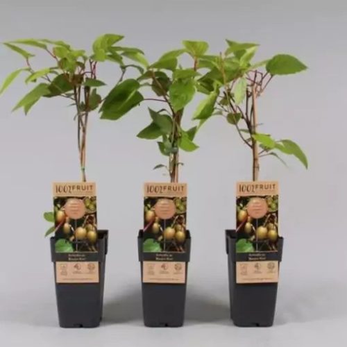 Öntermékeny kivi - Actinidia Arguta 'Bayern Kiwi'