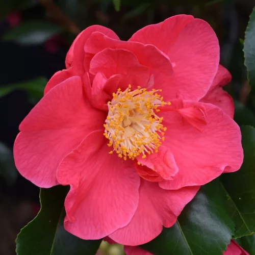 Camelia Japonica "Dr. King" - Japán Kamélia
