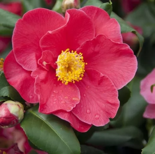 Camelia Japonica "Dr. King" - Japán Kamélia