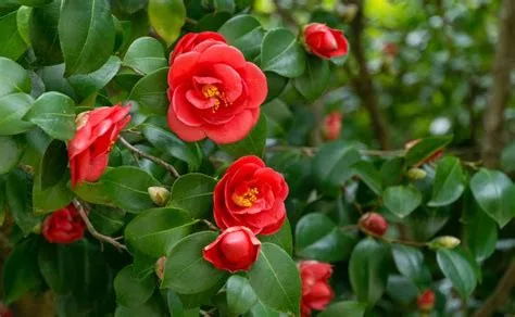 Camelia Japonica "Dr. King" - Japán Kamélia