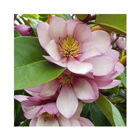 Örökzöld magnolia - Magnolia Fairy "Blush"