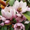 Örökzöld magnolia - Magnolia Fairy "Blush"