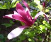 Bíborvörös liliomfa - Magnolia 'Nigra'