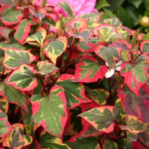 Kaméleonlevél - Houttuynia cordata "Chameleon"