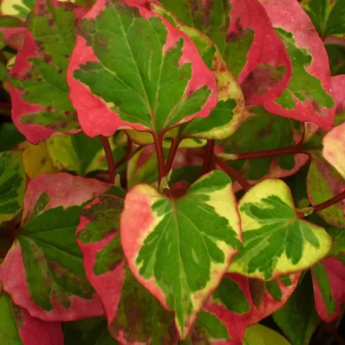 Kaméleonlevél - Houttuynia cordata "Chameleon"