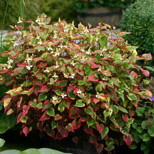 Kaméleonlevél - Houttuynia cordata "Chameleon"