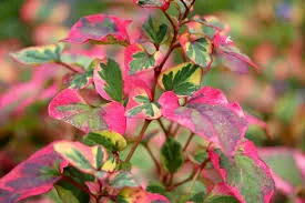 Kaméleonlevél - Houttuynia cordata "Chameleon"