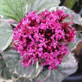   Tarka levelű végzetfa - Clerodendrum bungei "Pink Diamond"