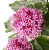 Tarka levelű végzetfa - Clerodendrum bungei "Pink Diamond"