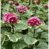 Tarka levelű végzetfa - Clerodendrum bungei "Pink Diamond"