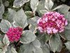 Tarka levelű végzetfa - Clerodendrum bungei "Pink Diamond"