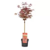 Japán juhar - Acer palmatum "Shaina"