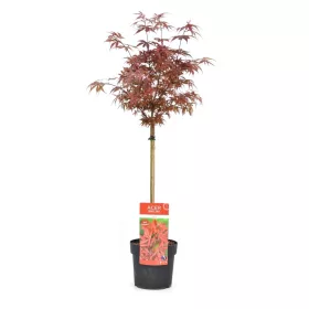 Japán juhar - Acer palmatum "Shaina"