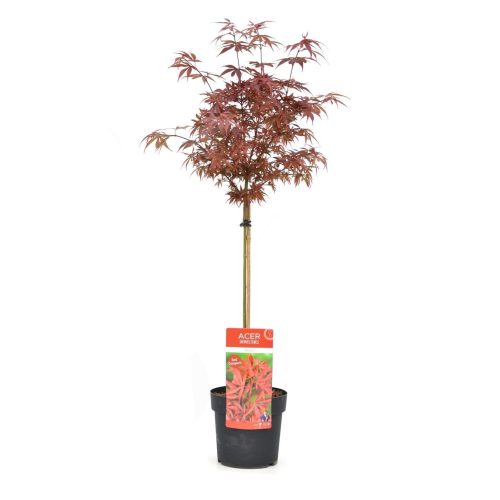 Japán juhar - Acer palmatum "Shaina"