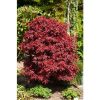 Japán juhar - Acer palmatum "Shaina"